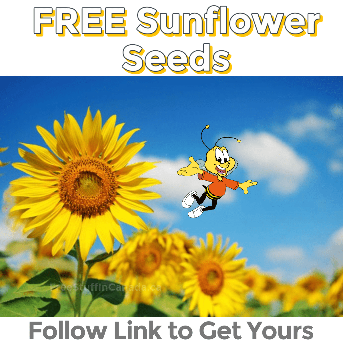 Cheerios Sunflower Seeds