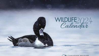 wildlife-calendar-2024