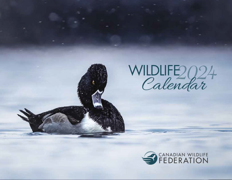 FREE 2024 Canadian Wildlife Calendar Free Stuff In Canada   Wildlife Calendar 2020 